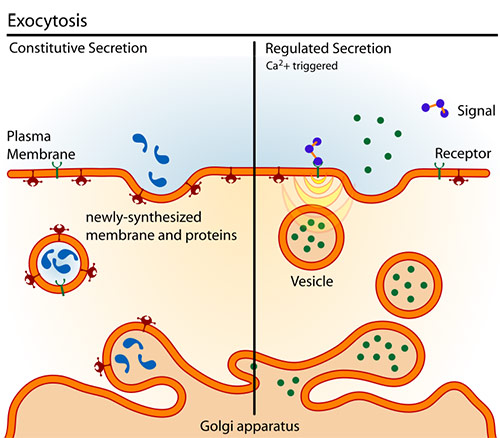 Exocytosis types